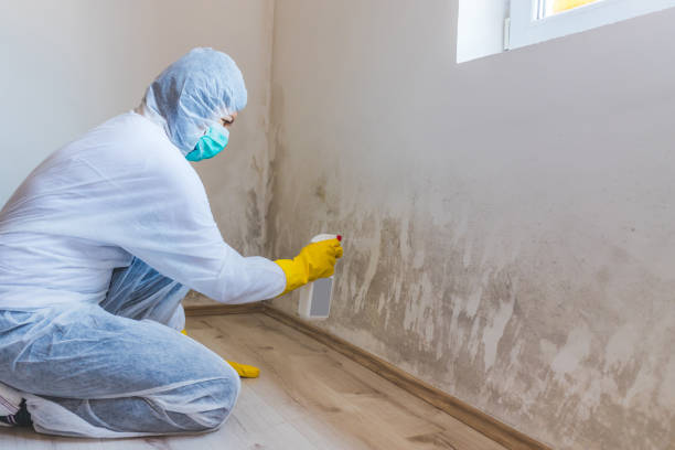 Licensed Basement Mold Remediation service in Gotha, FL - WQB Mold Removal