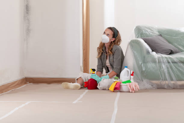 Reliable Basement Mold Remediation contractor in Gotha, FL by WQB Mold Removal