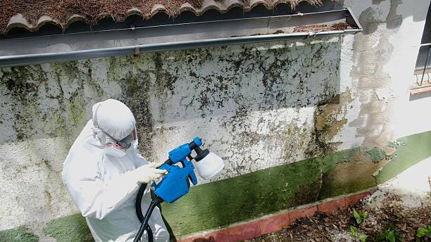 Top rated local Basement Mold Remediation specialists in Gotha, FL